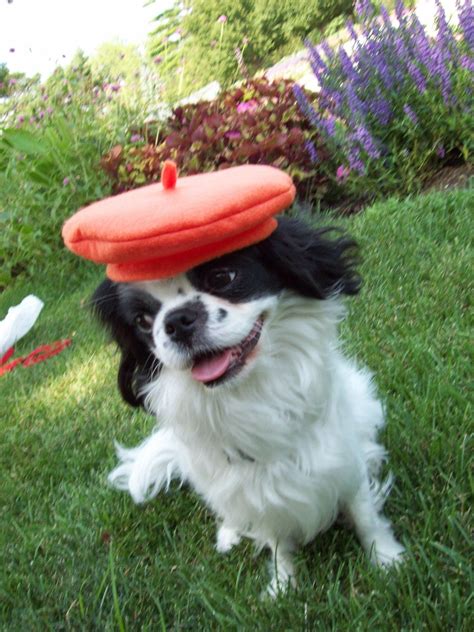 Dog Beret, Orange, Small, Dog Hat. $7.50, via Etsy. | Dog hat, Small
