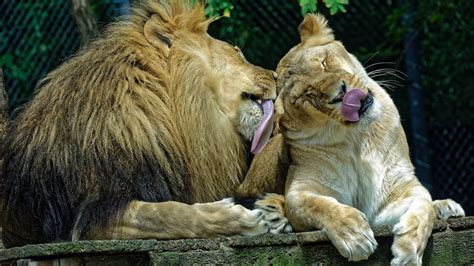 Lion Love Wallpapers Wallpaper Cave