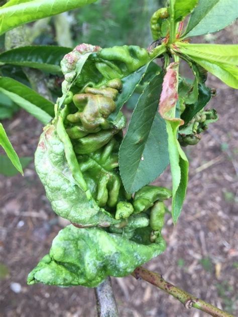 Peach Curly Leaf Treatment