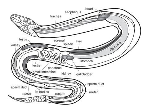 Reptiles - Facts, Characteristics, Anatomy and Pictures