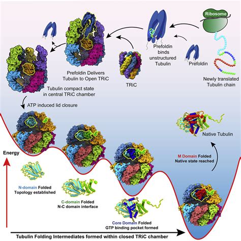 Structural Visualization Of The Tubulin Folding Pathway Directed By