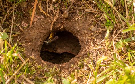 How To Identify Animal Holes In Your Lawn Elite Pest Control