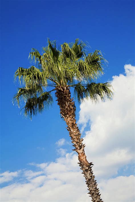 All trees have clues and features that can help with identification. Florida State Tree Photograph by Diane Macdonald
