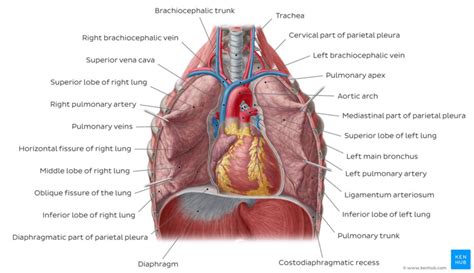 Anatomy Of The Lungs External Features Blood Supply And Nerve Supply The Best Porn Website
