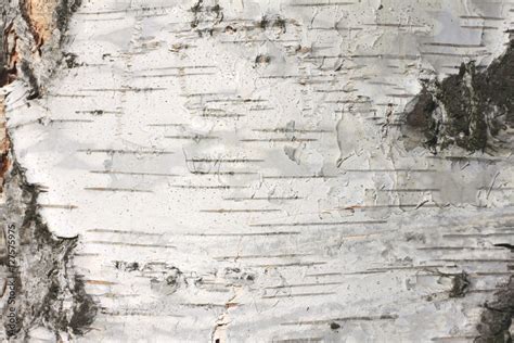 Birch Bark Texture Natural Background Paper Close Up Birch Tree Wood
