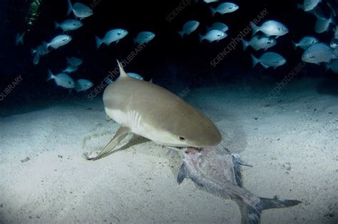 Blacktip Reef Shark Feeding Stock Image C0109859 Science Photo