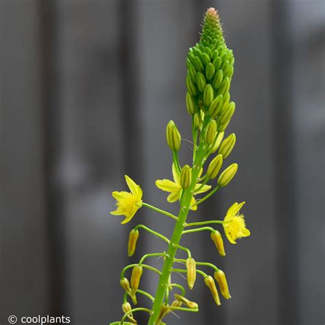 Bulbine Frutescens Yellow Buy Plants At Coolplants