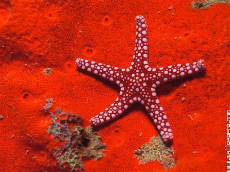 Download Red Starfish Underwater World Hd Wallpaper Or Images For