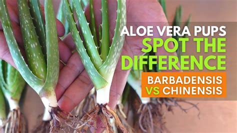 how to spot the difference between aloe vera barbadensis and chinensis pups youtube