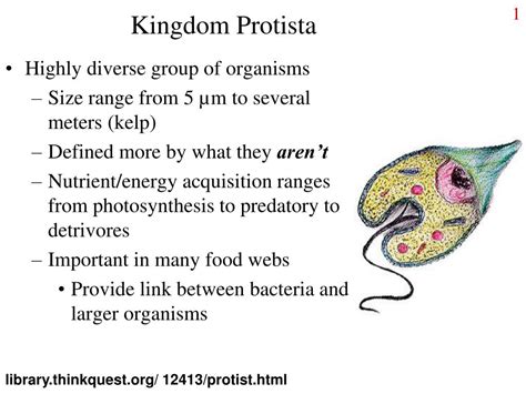 Ppt Kingdom Protista Powerpoint Presentation Free Download Id256836