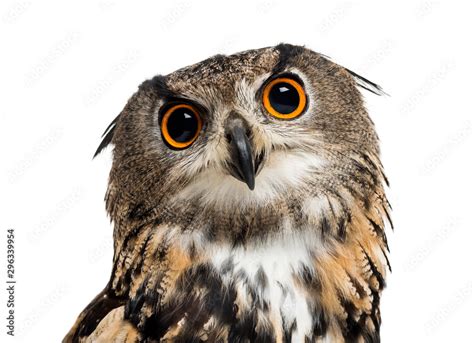 Foto De Eurasian Eagle Owl Bubo Bubo Is A Species Of Eagle Owl Do