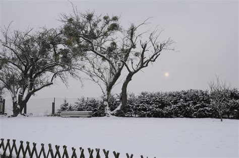 Free Images Landscape Tree Nature Branch Snow Cold Weather