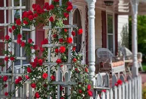 Beautiful Climbing Red Roses On White Trellis Climbing Roses Rose