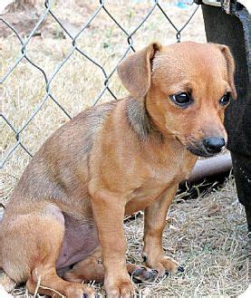 Advertise a pet for free. Longview, WA - Dachshund Mix. Meet Emma*, a puppy for ...