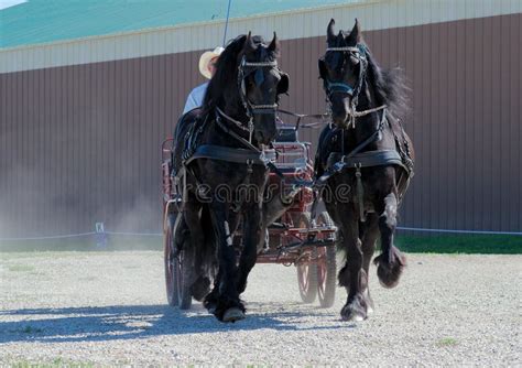 847 Friesian Trot Stock Photos Free And Royalty Free Stock Photos From