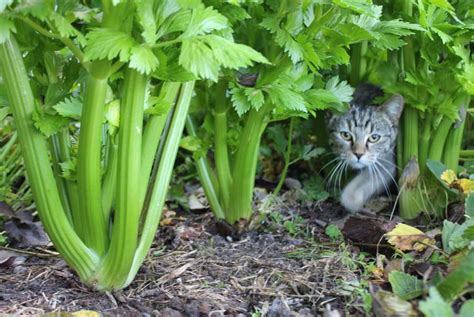 Cats are obligate carnivores, which means that they need meat to live. Celery - POD easy edible gardening