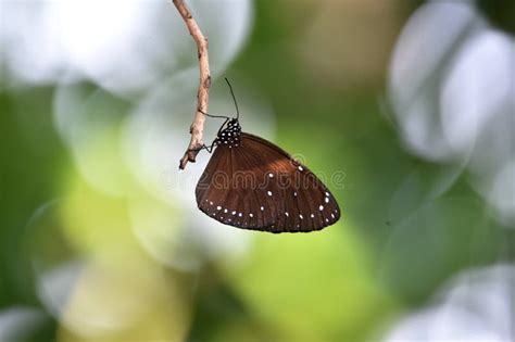 Brown Butterflies Perch On White Flowers And Fresh Green Leave Stock