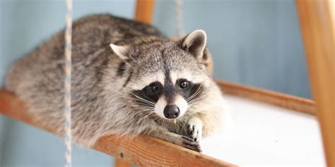 A Guide To Raccoon Control Rogue Wildlife And Animal Control