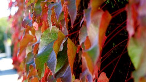 Colorful Leaves November 2015 Bing Wallpaper Preview