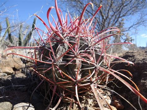 Many cacti and succulents are edible, but most are not very palatable and should be considered as different species of barrel cacti (mostly in the genera ferocactus and echinocactus) are often touted. California barrel cactus (Sonoran Desert Wildfire Plants ...