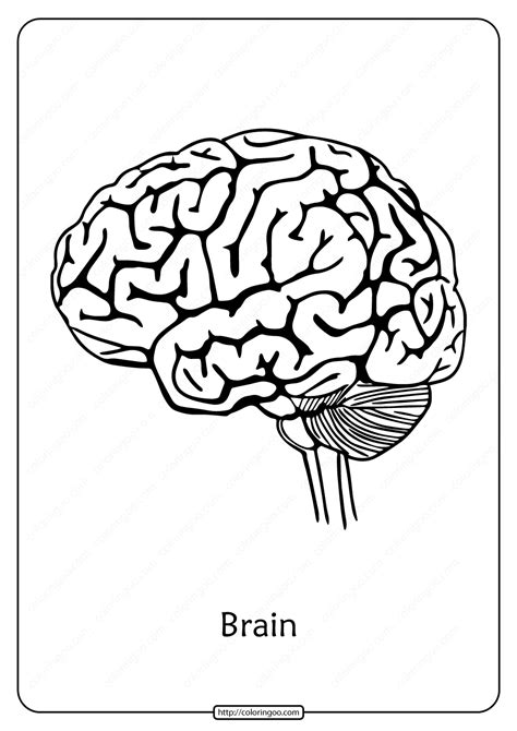 All coloring pages, coloring pages, patterns & graphics tags: Free Printable Biology Outline Pdf Coloring Page | Brain ...