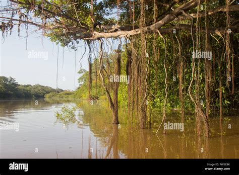 Amazon River Puerto Nariño Colombia Stock Photo Alamy