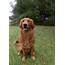 Stud Dog  AKC RED GOLDEN RETRIEVER STUD Breed Your