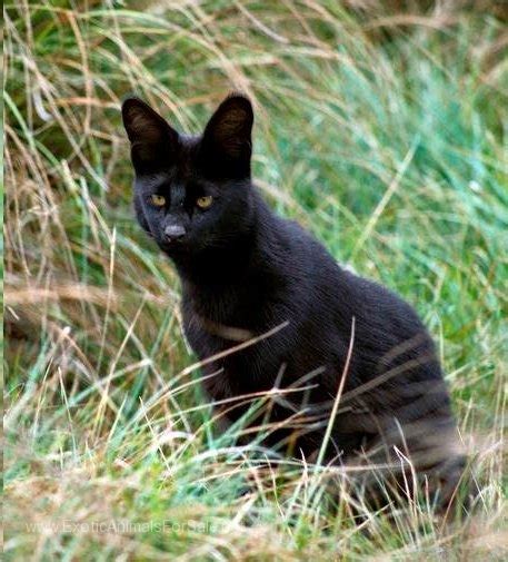 F6sbt Savannah Melanistic Kittens For Sale