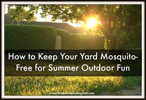 Summer Planning Series Keep Your Yard Mosquito Free Plus More Tips