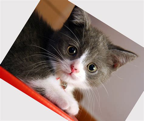 Different cat breeds