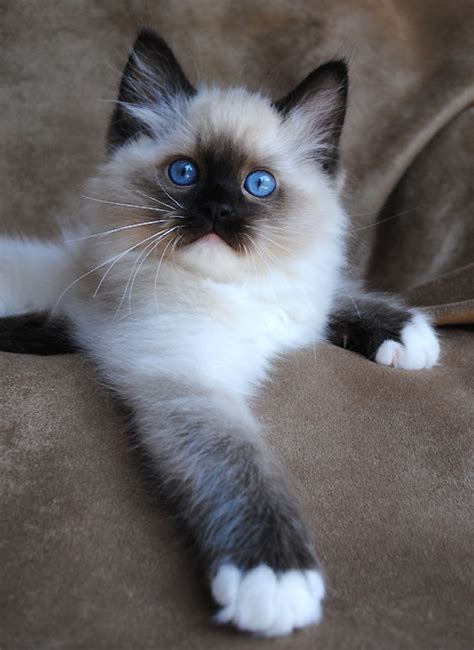 Ragdoll Cat History Personality Appearance Health And Pictures