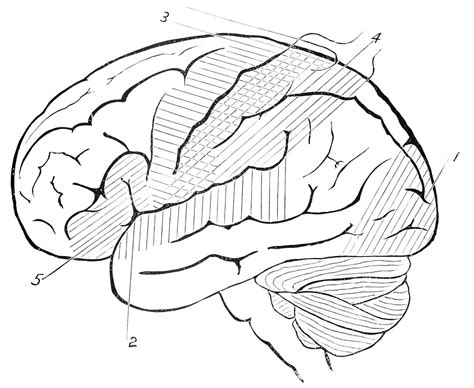 Human Brain Coloring Page Posted By Kenneth Garrett