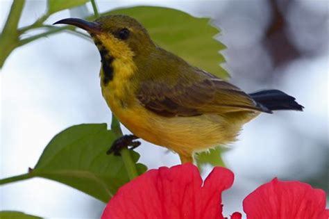 63 species are globally threatened. Malaysian Birds Gallery