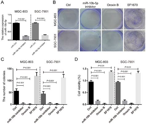 the silence of mir 10b 5p inhibits cell proliferation of gc a the download scientific