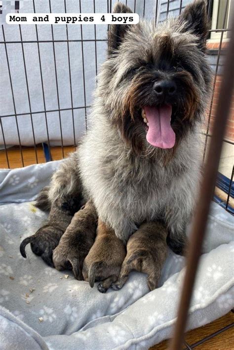 Pedigree Cairn Terriers Puppies For Sale In Colchester England Preloved