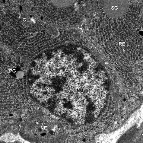 Electron Micrograph Showing Serous Cells With Highly Developed Parallel