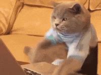 Free download gif cat typing fast at here | by png and gif base. Chinese Sayings to Get You through Finals! - Chinosity