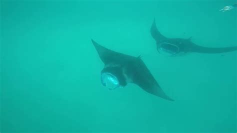 Swimming With Manta Rays In Maldives Seasonparadisemv Travel