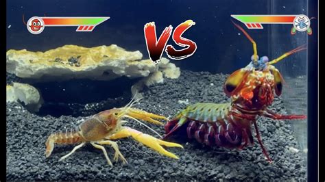 Mantis Shrimp Vs Giant Crawfish Youtube