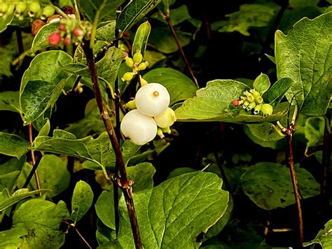Common Snowberries Glengeen © Kenneth Allen Geograph Britain And