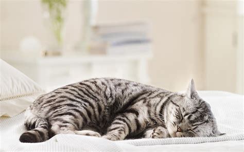 Silver Tabby Cat Cat Sleeping Animals Hd Wallpaper Wallpaper Flare