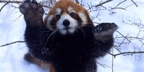 These Red Pandas Playing In The Snow Will Make Your Day Huffpost Uk