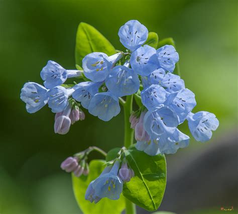 Pink Virginia Bluebells Or Virginia Cowslip Dspf0333 Photograph By