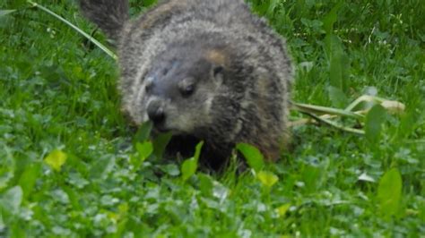 Groundhog Day In My Ohio Backyard Youtube