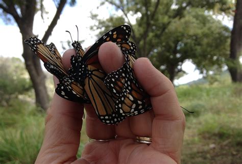 Migrating Monarch Butterflies Stymied By Wind Storms In Texas Hill