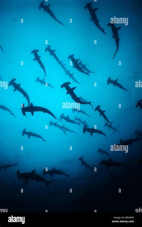 Scalloped Hammerhead Sharks Sphyrna Lewini Schooling Cocos Island