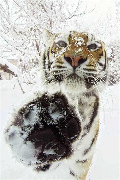 Psbattle Tiger Touching The Camera In The Snow Rphotoshopbattles