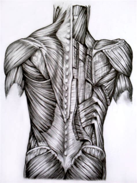 Learn anatomy faster and remember everything you learn. Back muscles by Jesuzillo on DeviantArt