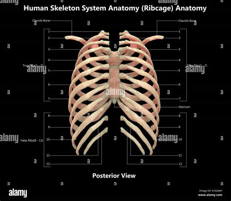 Human Skeleton System Rib Cage Label Design Posterior View Anatomy Stock Photo Alamy