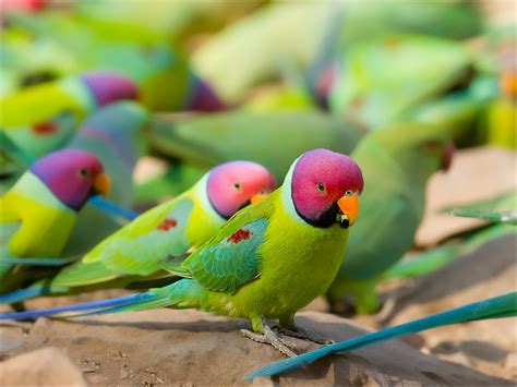 Plum Headed Parakeet Facts Pet Care Temperament Pictures Singing